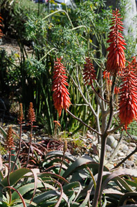Aloe L. (aloe)