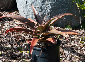 Aloe L. (aloe)