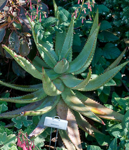 Aloe broomii (berg alwyn, mountain aloe, snake aloe)