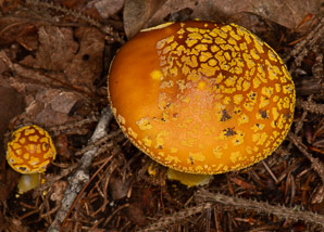 Amanita muscaria (American yellow fly agaric)