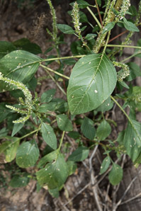 Amaranthus palmeri (carelessweed, Palmer’s pigweed, dioecious amaranth, Palmer’s amaranth)