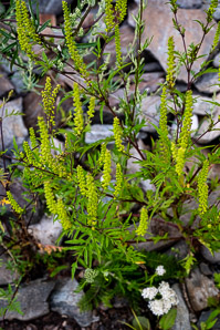 Ambrosia artemisiifolia (common ragweed, ragweed, bitterweed, annual ragweed, roman-wormwood, blackweed, carrot weed, hay fever weed, stammerwort, stickweed, tassel weed, American wormwood)