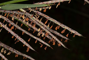 Andropogon gerardii (big bluestem)