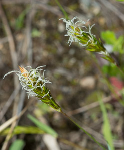 Anthoxanthum odoratum (sweet vernal grass, sweet vernalgrass)