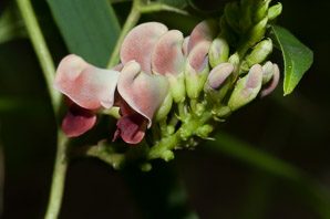 Apios americana (potato bean, groundnut, hopniss, Indian potato, bog potato, Virginia potato, wild potato, wild sweet potato)