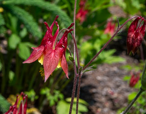Aquilegia canadensis (red columbine, American columbine, Eastern columbine, Canada columbine, meetinghouses, rock bells, honeysuckle, rock lily, cluckies, jack-in-trousers, wild honeysuckle, granny’s bonnets, dancing fairies, wild columbine)