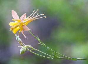 Aquilegia coerulea (columbine, Colorado blue columbine)