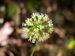 Aralia nudicaulis (wild sarsaparilla)