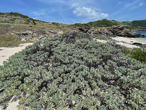 Argusia gnaphalodes (sea lavender, bay lavender, sea rosemary, iodine bush, beach heliotrope)