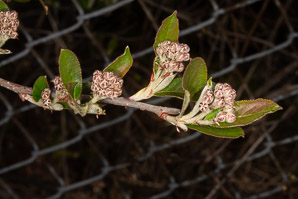 Aronia arbutifolia (red chokeberry)