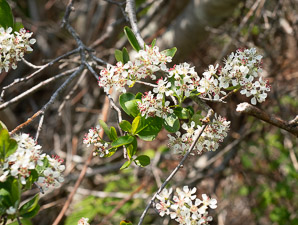 Aronia melanocarpa (black chokeberry)