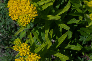 Asclepias tuberosa (butterfly milkweed, butterflyweed, orange milkweed, pleurisy root)