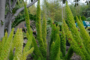 Asparagus densiflorus (Sprenger’s asparagus, asparagus fern, emerald fern, basket asparagus)