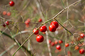 Asparagus officinalis (asparagus, wild asparagus, garden asparagus)