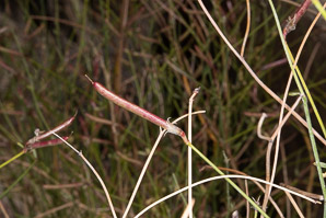 Astragalus convallarius (lesser rushy milkvetch)
