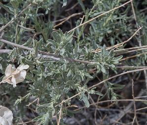Atriplex canescens (fourwing saltbush, four-winged saltbush, chamiso, chamiza, four-wing saltbush)