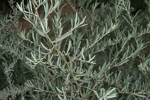 Atriplex canescens (fourwing saltbush, four-winged saltbush, chamiso, chamiza, four-wing saltbush)