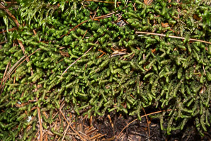 Bazzania trilobata (leafy liverwort, greater whipwort, millipede plant)