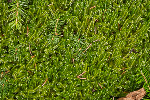 Bazzania trilobata (leafy liverwort, greater whipwort, millipede plant)
