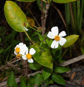 Bidens alba (spanish needles, romerillo)