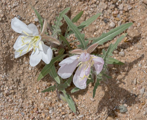 Camissonia californica (California evening primrose, California suncup)