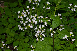 Cardamine bulbosa (spring cress, bulbous bittercress)