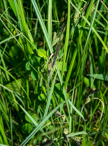 Carex nigra (black sedge, smooth black sedge)