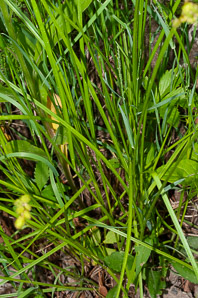 Carex scoparia (pointed broom sedge, broom sedge)