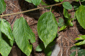 Ceanothus americanus (New Jersey tea, red root, wild snowball, mountain sweet)