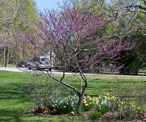 Cercis canadensis (Eastern redbud)