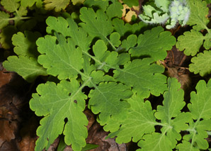 Chelidonium majus (greater celandine, celandine)