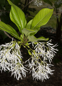 Chionanthus retusus (Chinese fringe tree)