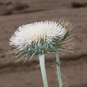 Cirsium neomexicanum (desert thistle, New Mexico thistle, powderpuff thistle, lavender thistle, Foss thistle)