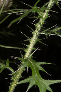 Cirsium vulgare (bull thistle)
