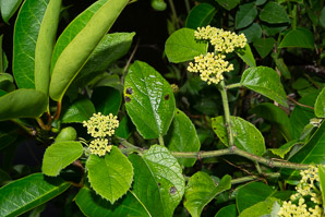 Cissus verticillata (possum grape vine, seasonvine)