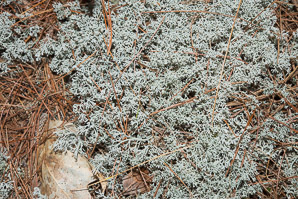 Cladina rangiferina (gray reindeer lichen, reindeer lichen, reindeer moss, greygreen reindeer lichen)