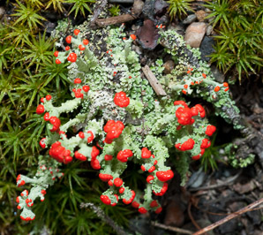 Cladonia cristatella (British soldiers, cup lichen, British soldier lichen)