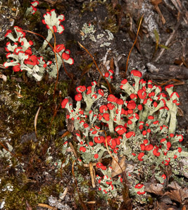 Cladonia cristatella (British soldiers, cup lichen, British soldier lichen)