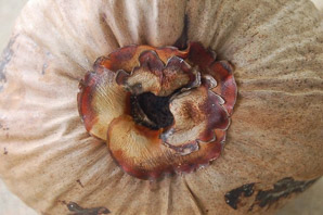 Cocos nucifera (coconut palm, coconut tree)
