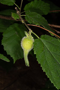 Corylus americana (American hazelnut)