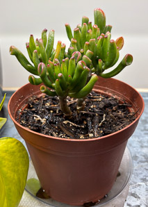 Crassula ovata (jade plant, spoon jade)