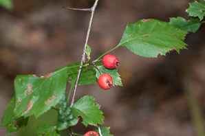 Crataegus L. (hawthorn)