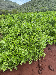 Cryptocarpus pyriformis (salt bush)