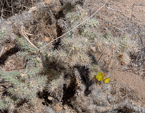 Cylindropuntia echinocarpa (silver cholla, Wiggins’ cholla)