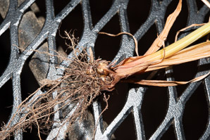 Cyperus strigosus (straw-colored flatsedge, umbrella sedge, false nutsedge, strawcolored flatsedge)