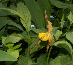 Cypripedium parviflorum (small yellow lady’s slipper, yellow lady’s slipper, lesser yellow lady’s slipper)