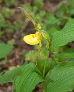 Cypripedium parviflorum (small yellow lady’s slipper, yellow lady’s slipper, lesser yellow lady’s slipper)