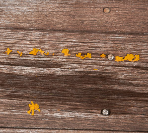 Dacryopinax spathularia (fan-shaped jelly fungus)