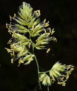 Dactylis glomerata (orchardgrass)