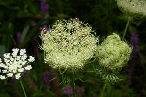Daucus carota (Queen Anne’s lace, wild carrot, bird’s nest, bishop’s lace)